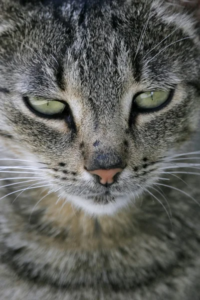 Kočičí tvář — Stock fotografie