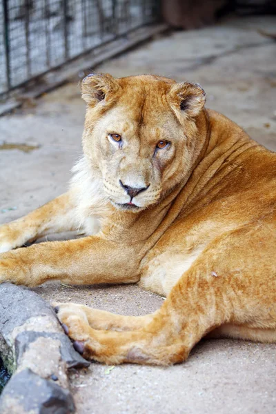 Leão fêmea na gaiola — Fotografia de Stock