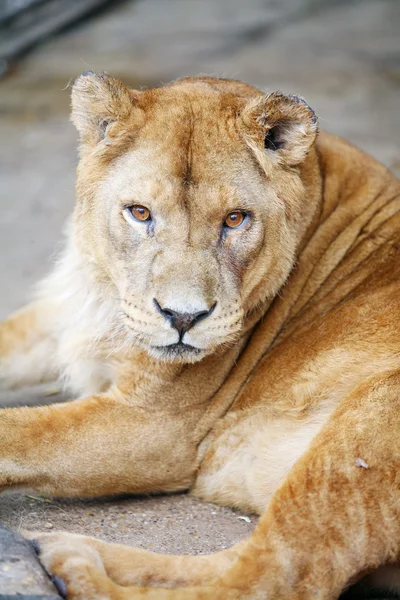 Lion femelle couché — Photo