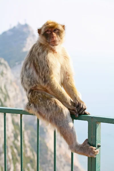 Monkey posing on the fence — Stock Photo, Image