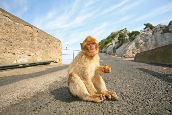猴子坐在马路上 — 图库照片