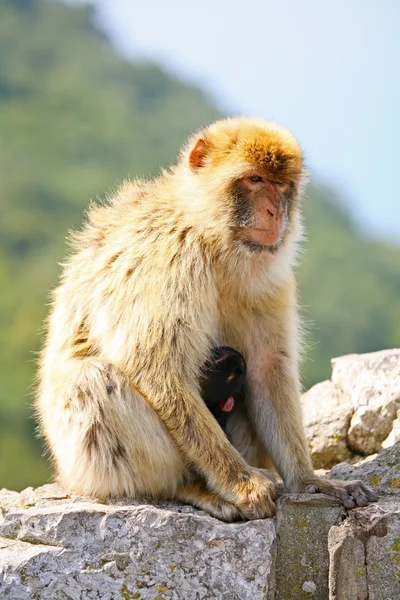 Mother monkey with baby — Stock Photo, Image