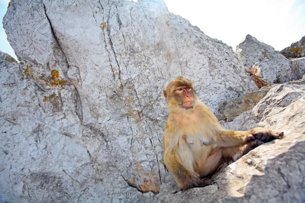 这只猴子坐在岩石上 — 图库照片