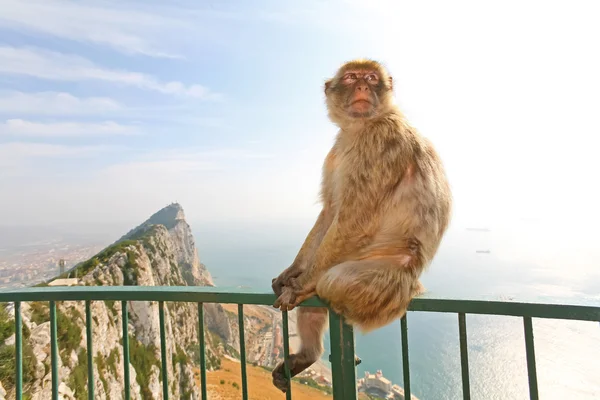 Gibraltar Monkey posing on the fence — Stock Photo, Image