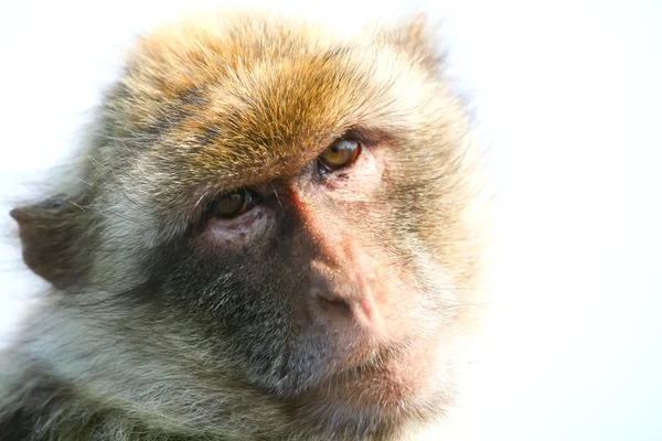 直布罗陀的猴子肖像 — 图库照片