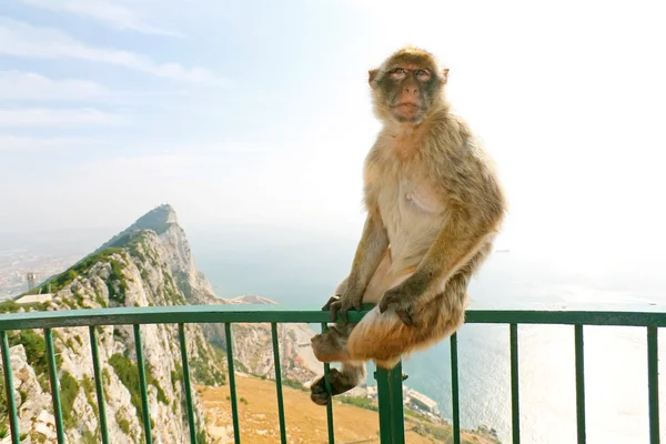 直布罗陀猴子摆上瞭望台 — 图库照片