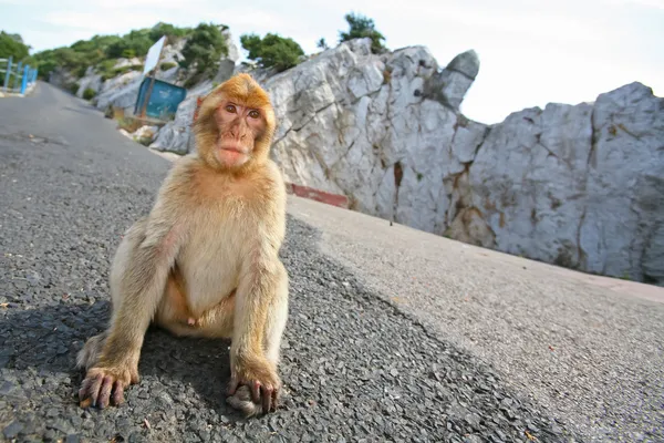 直布罗陀猴子坐在马路上 — 图库照片