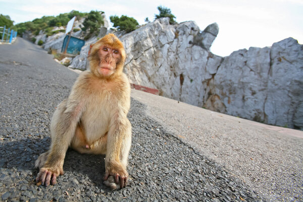Gibraltar Monkey sitting on the road