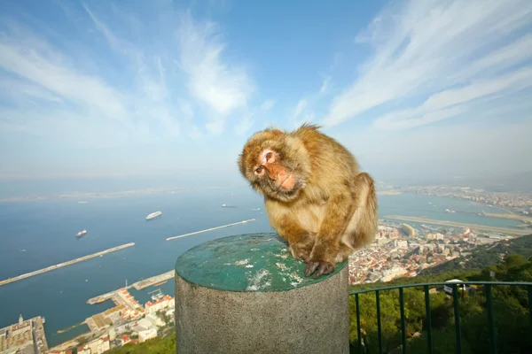 Gibraltarská opice — Stock fotografie