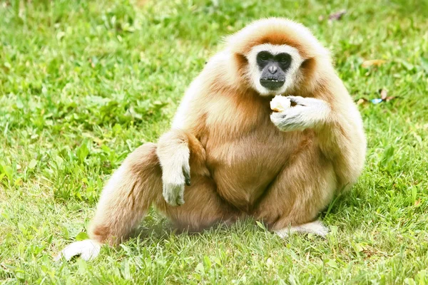 Lar Gibbon eating — Stock Photo, Image