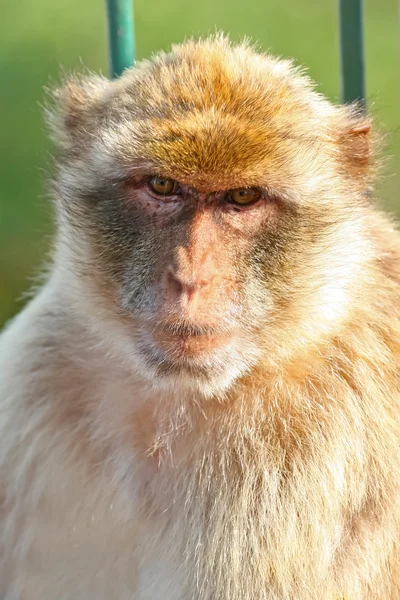 Monkey Barbary macaques — Stock Photo, Image