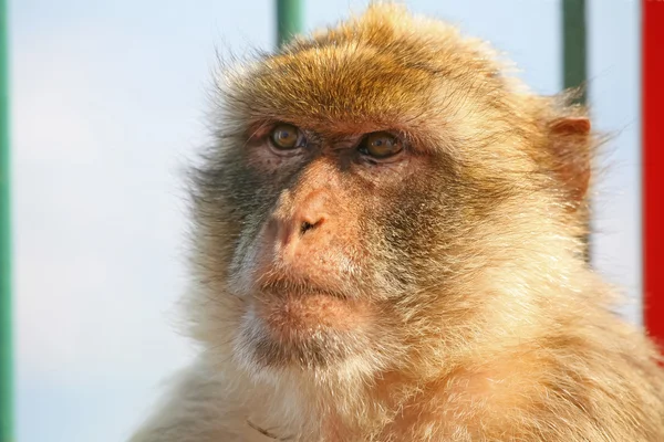 猴子肖像 — 图库照片