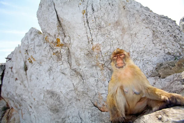 猴子坐在岩石上 — 图库照片