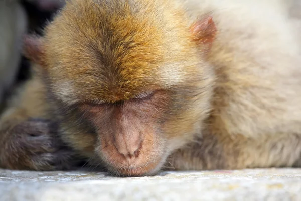 睡觉的猴子 — 图库照片