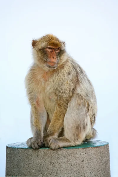 Scimmia su un palo di cemento — Foto Stock