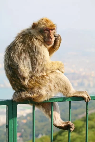 栅栏上的猴子 — 图库照片