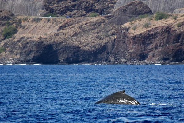 后与海岸座头鲸 — 图库照片