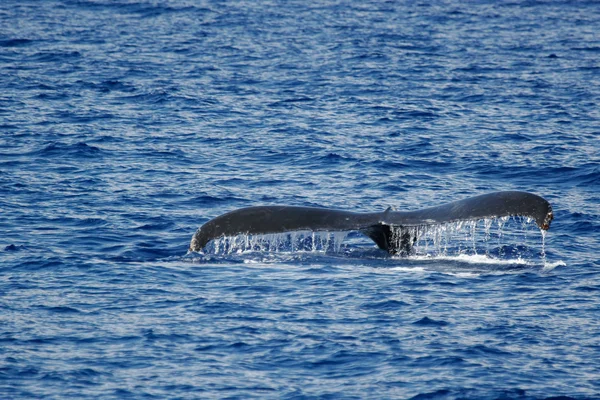 突背クジラの尾 — ストック写真