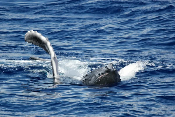 Молодой горбатый кит — стоковое фото