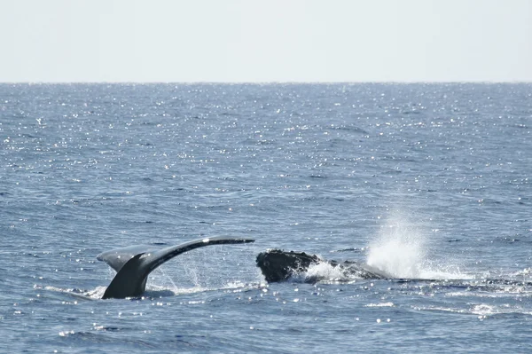尾巴和头座头鲸 — 图库照片