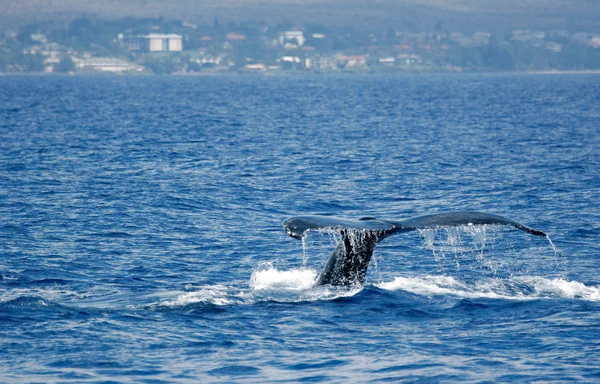 尾巴驼背鲸与岛屿 — 图库照片
