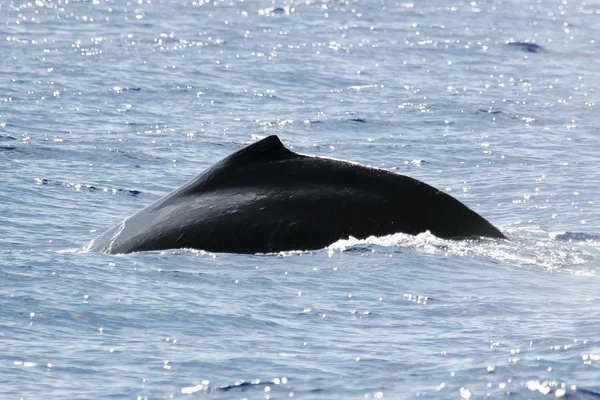 A silhueta das costas da baleia jubarte — Fotografia de Stock