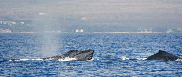 Dos ballenas jorobadas —  Fotos de Stock