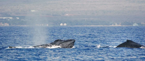 Two Humpback whale — Stock Photo, Image