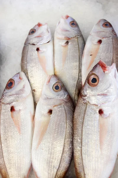 Group of Bream — Stock Photo, Image