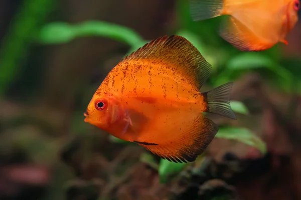 Colorful Discus — Stock Photo, Image