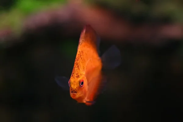 Рибний диск в акваріумі — стокове фото