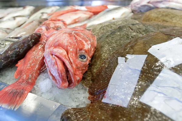 魚の市場でハタ — ストック写真