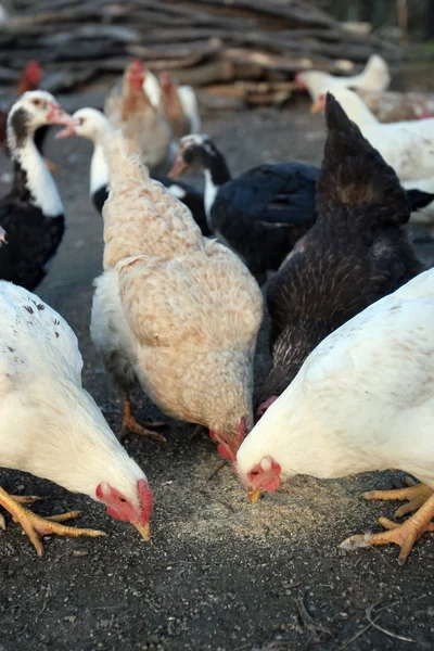 Grupo de gallinas domésticas comiendo — Foto de Stock