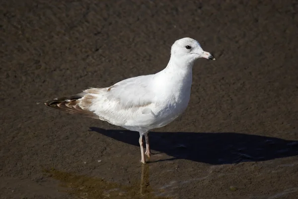 Gull in the water — Stock Photo, Image