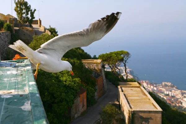 Gull over Gibraltar — Stock Photo, Image