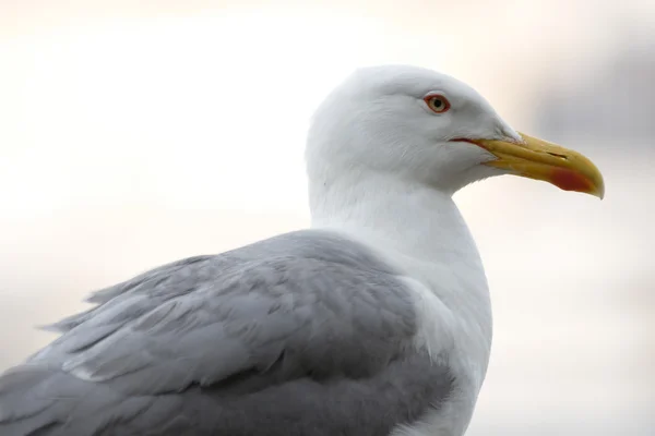 Gull close up — Stock Photo, Image