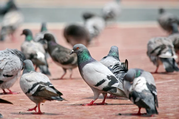 Один голубь в grup на полу городской площади — стоковое фото