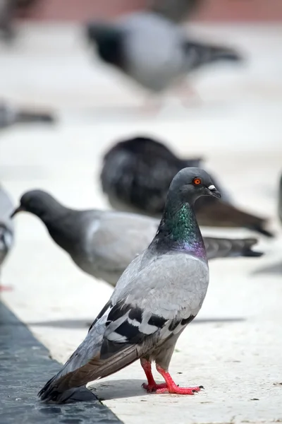 One pigeon in a group — Stock Photo, Image