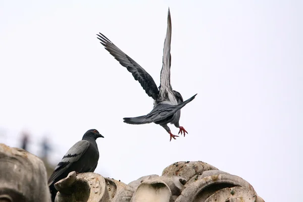 Pigeon atterrit sur la statue par derrière — Photo