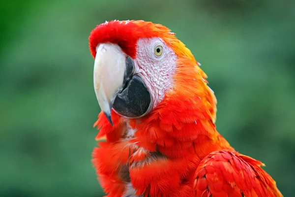 Kırmızı Amerika papağanı — Stok fotoğraf
