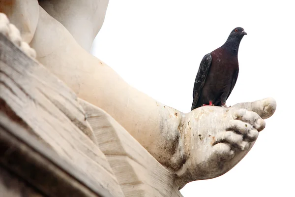 Pigeon on the statue — Stock fotografie