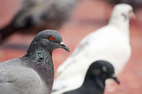 Porträt einer grauen Taube — Stockfoto