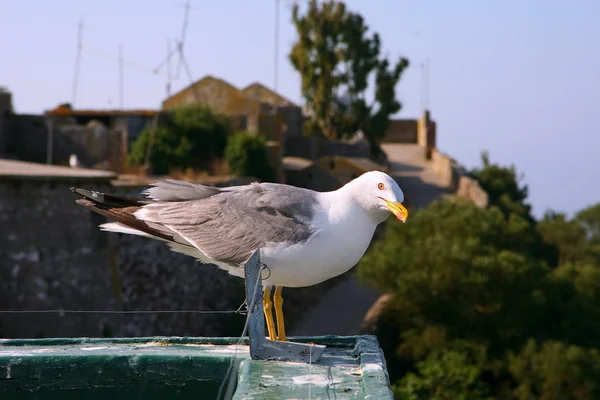 Seagull kijken naar de camera - gibraltar — Stockfoto