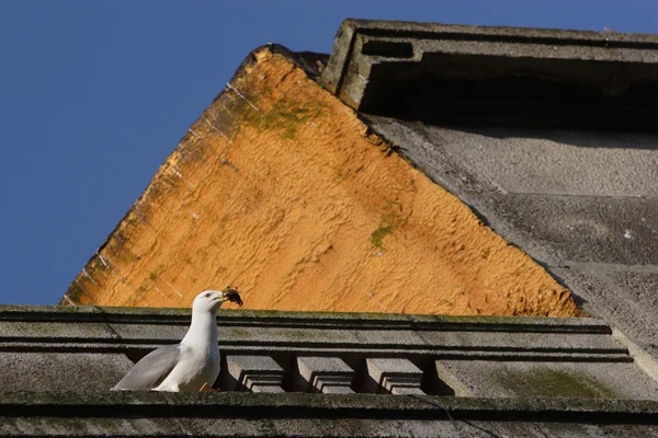 Seagull on top of the roof — Stock Photo, Image