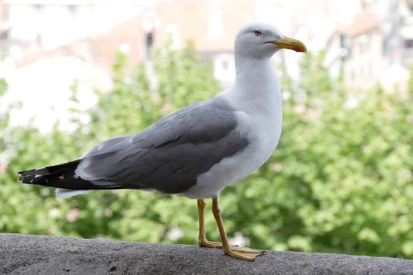 Gull on the wall — Stock Photo, Image