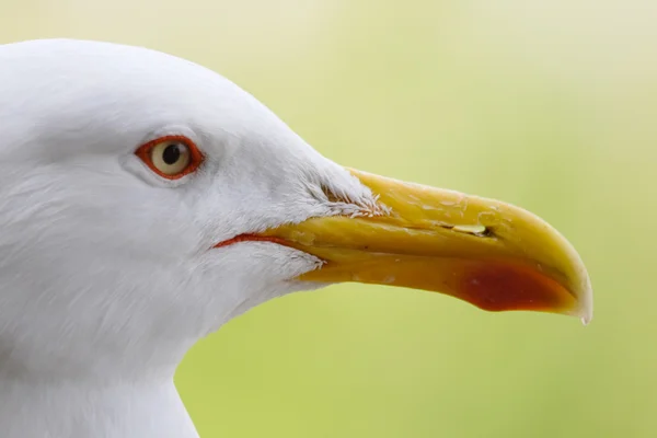 Beak seagull — Stock Photo, Image