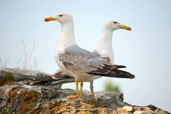 Two seagulls on the wall — Stock Photo, Image