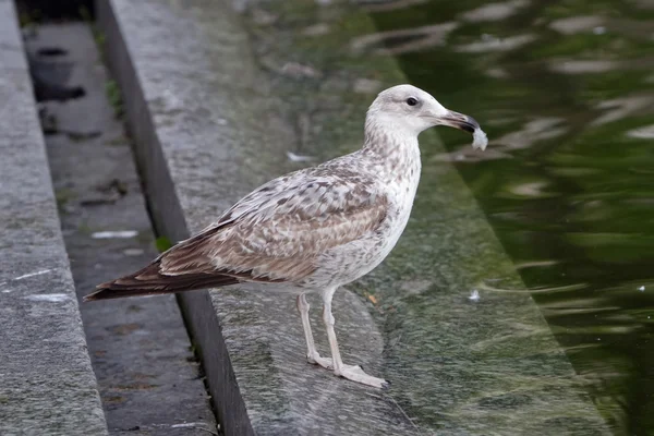Young gull on the street — Stock Photo, Image