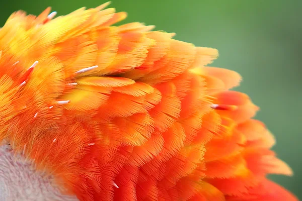 Amerika papağanı tüyler — Stok fotoğraf