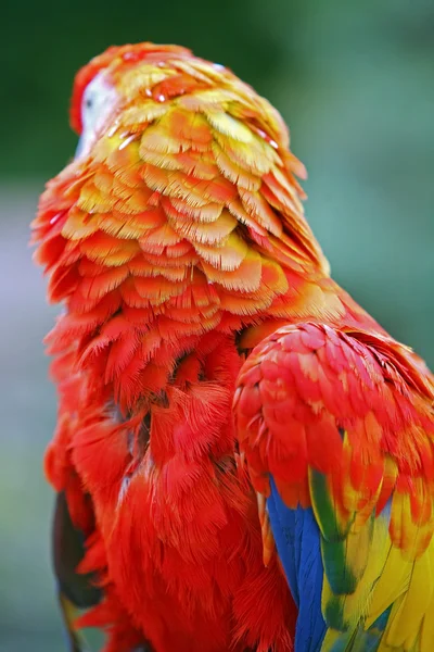 Ara feathers — Stock Photo, Image